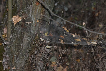 spider web in the forest