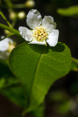 This close-up image captures a delicate cluster of bird cherry  blossoms