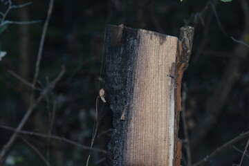 tree in the forest after fire