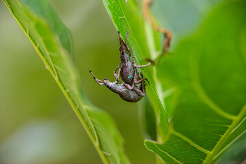 Weevil Mating