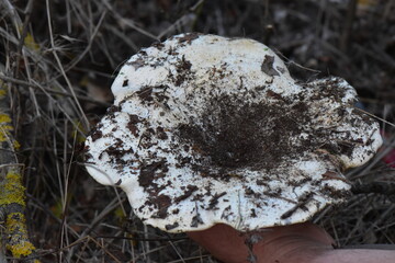 milk mushroom in hand closeup