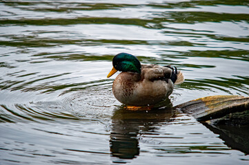 Erpel mit glänzendem Gefieder