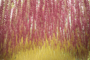 Pink and white floral textured pattern with red and white accents on a natural wood and bark surface creating an autumn-inspired wallpaper design