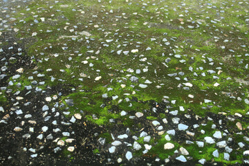 Cement and gravel floors covered with moss that grows during the rainy season.