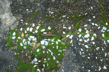 Cement and gravel floors covered with moss that grows during the rainy season.