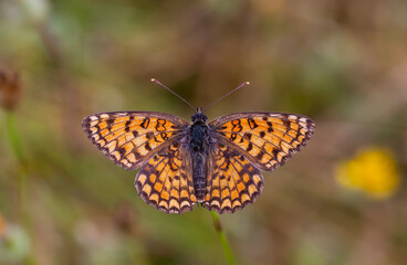 a butterfly with its wingspan wide open, Melitaea phoebe	