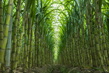 Fototapeta premium Sugarcane plants grow in field