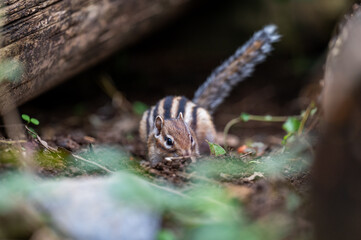 シマリス