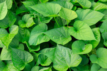 Growing organic sweet potatoes. Organic farming