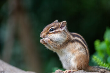 シマリス