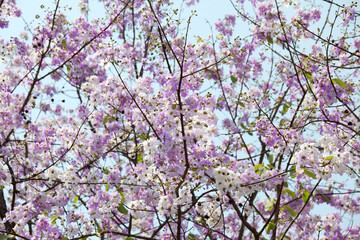 Beautiful Blossoming Flowers in Springtime Colors