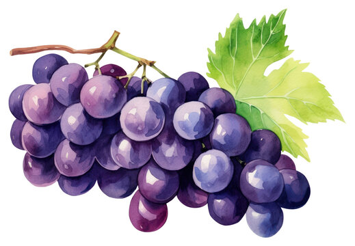 recommend clip art: PNG Grapes fruit plant food.