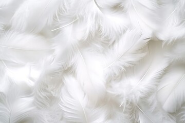 White feather background, soft and fluffy texture