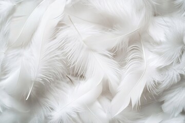 White feather background, soft and fluffy texture