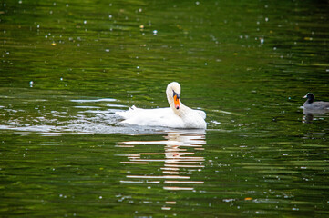 Weißer Schwan schwimmt auf grünem Wasser
