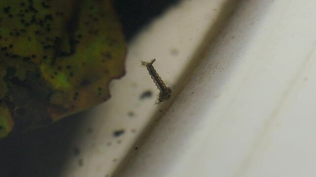 Mosquito larvae in stagnant water close up