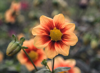 Beautiful close-up of a single-flowered dahlia