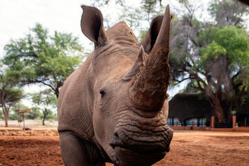 Wild african animals. Portrait of a  white Rhino grazing in a National park