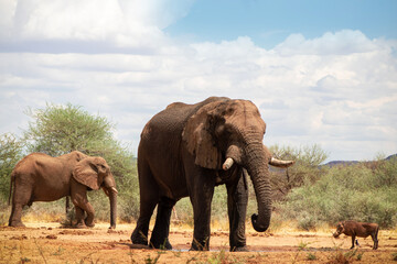 Obraz premium Wild african animals. African Bush Elephants in the grassland on a sunny day.