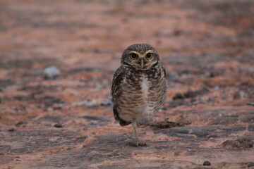 coruja no solo olhando para camera 