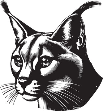 Carcal cat vector