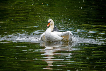 Ein weißer Schwan auf dem Wasser