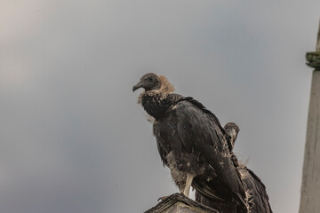 Black Vulture fledgling and adult perched on a roof of an abandoned building