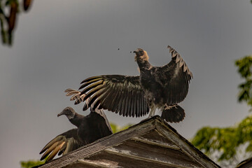 Black Vulture fledgling and adult dry their wings while perched on a roof of an abandoned building