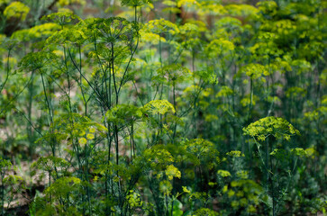 dill flowering