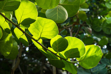 Translucent Beauty: Sunlight Through a Leaf
