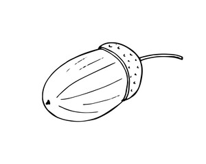 A hand-painted acorn. Fruit of an oak tree. Botanical illustration on white background.