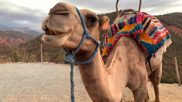 4K video of a captivating and majestic camel standing in the rugged landscape of Morocco, set against the stunning backdrop of the Atlas Mountains. casting warm hues over the camel chews the cud