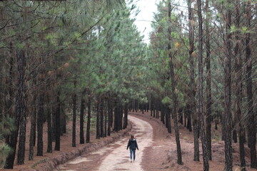 Obraz premium mulher caminhando em estrada de terra com pinheiros nas laterais 