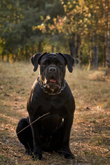 A large Cane Corso dog walks in the autumn forest. Black Cane Corso. Walking with a dog