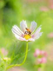 秋の公園や花壇を彩るコスモスのある風景。コスモスの蜜を集めに来たミツバチ。背景。自然風景素材。