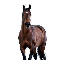 Fototapeta premium Horse isolated on transparent background.