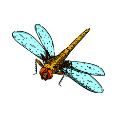 insect dragonfly hand drawn. wings flight, nature pond, predator aquatic insect dragonfly vector sketch. isolated color illustration