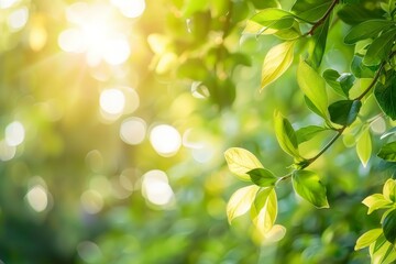 Green background, flat leaf with blurred nature background banner, copy space for text, and natural, sun rays and green leaves. Woodland abstract atmospheric scene