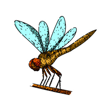 pond dragonfly hand drawn. predator aquatic, biodiversity ecosystem, larvae habitat pond dragonfly vector sketch. isolated color illustration