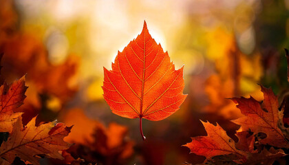 Obraz premium Autumn Leaf Detail, Nature's Vibrant Hues