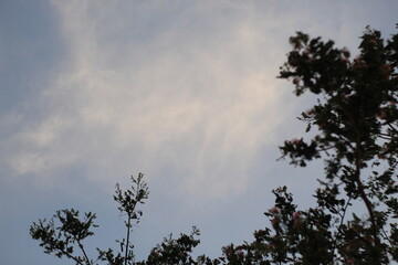 silhouette of trees in the afternoon against a natural blue sky