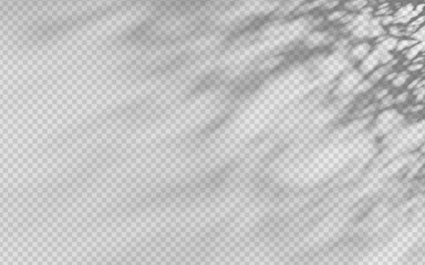 Abstract shadow overlay from foliage on a transparent background.