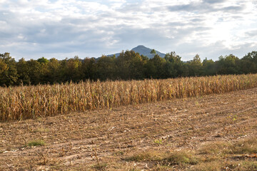 Dry corn field with mountains in the autumn background on sunny day at sunset