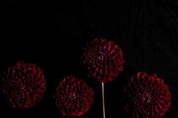 Deep Red Flowers dahlia Against Dark Background. aesthetic photo