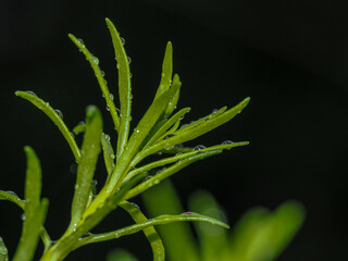 Beautiful water drops on leaf