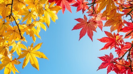 Fototapeta premium Vibrant canopy of red and yellow autumn leaves against a clear blue sky, capturing the full color spectrum of the season