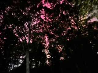 Northern Polar Lights, Aurora Bor&eacute;ales Natural Phenomena, October 11, 2024, North Smithfield, RI Rhode Island USA. Iridescent Glowing Illumination Shining in Forest on Night Sky. Vivid Pink Red Colors