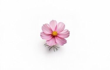 Fototapeta premium A single pink flower with a yellow center blooms against a white background.