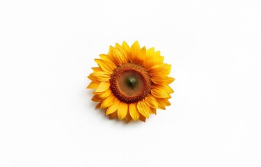 Obraz premium A single sunflower with yellow petals and brown center sits on a white background.