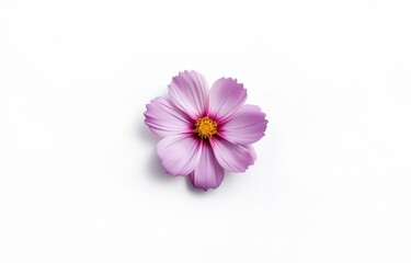 Fototapeta premium A single pink flower with yellow center isolated against a white background.